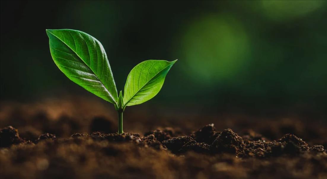 Jeune pousse dans la terre, image illustrative autour de l’agriculture durable.